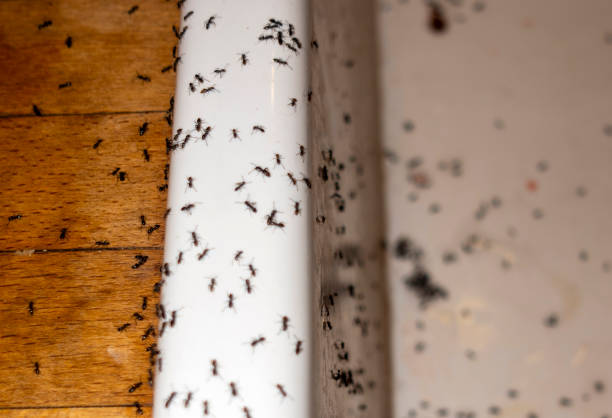 Livingston, CA Pest Control Company