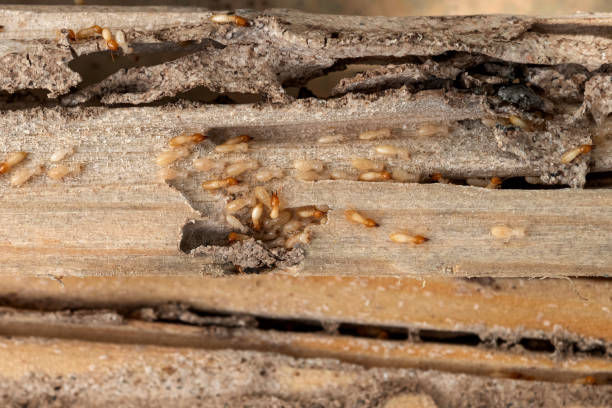 Best Pest Control for Homes  in Livingston, CA