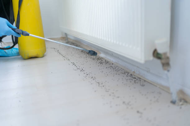 Best Flea Control Services  in Livingston, CA